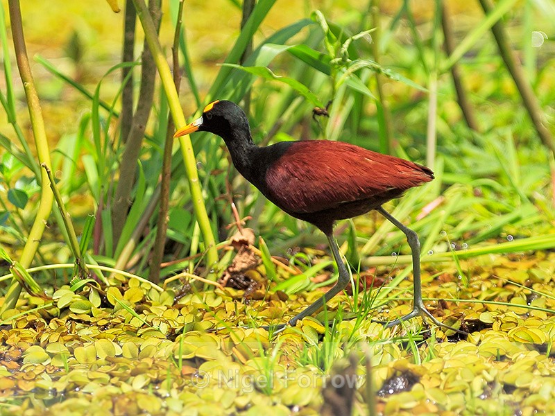 Northern Jacana (adult), Cano Negro, Costa Rica - Northern Jacana