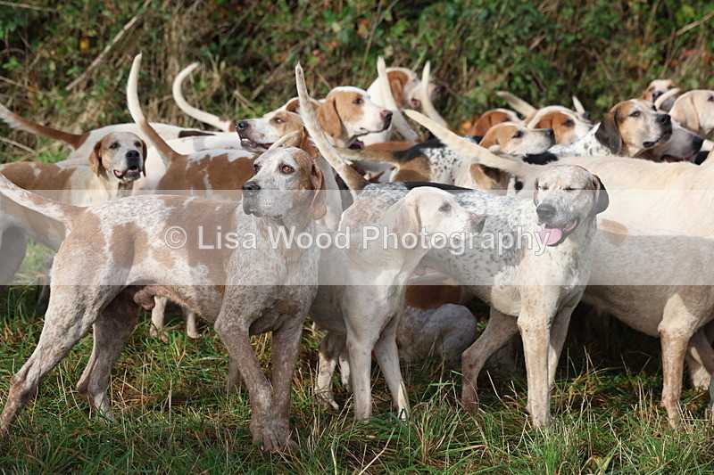 3E7A0547 - Four Burrow Opening Meet 2025