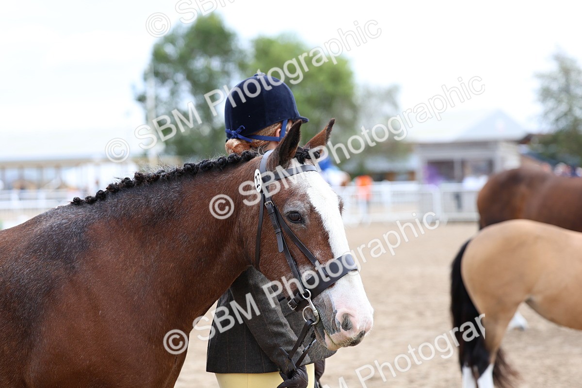 SBM_01487 - Class 17 - Prettiest Mare
