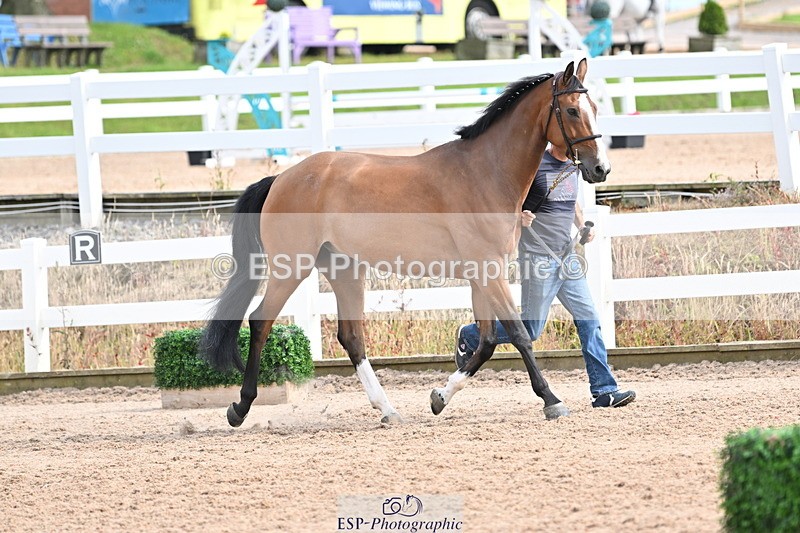 240717A-165506-03539 - Trot Up 4pm to 5pm