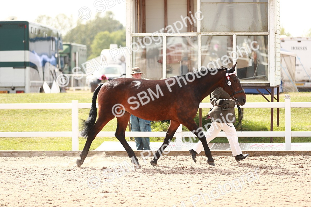 SBM_13217 - Class 208 IH Veteran Horse
