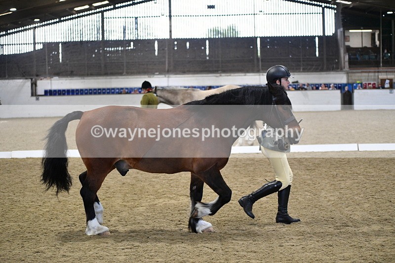 WJ5_4289 - Class 6 In hand M&M - Large Breeds