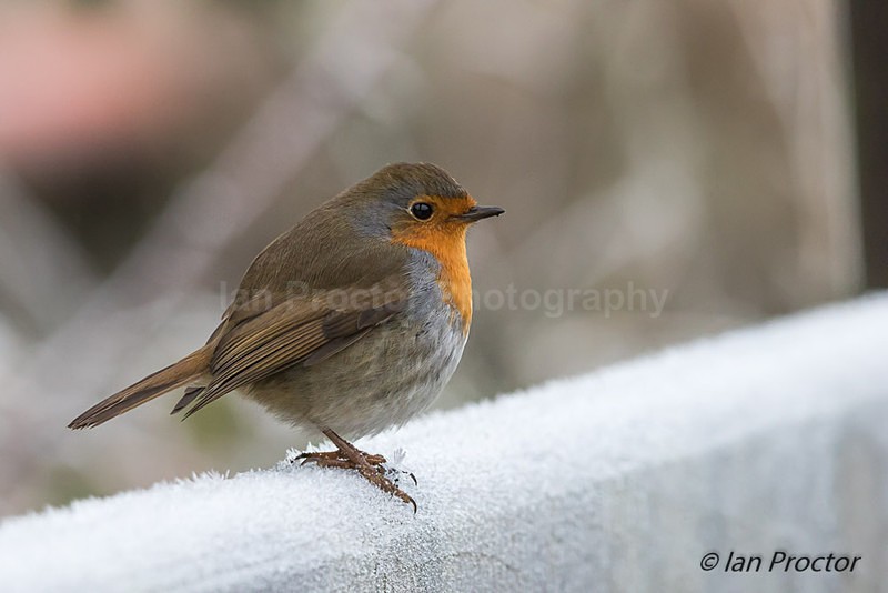 Robin on a frosty morning - Nature