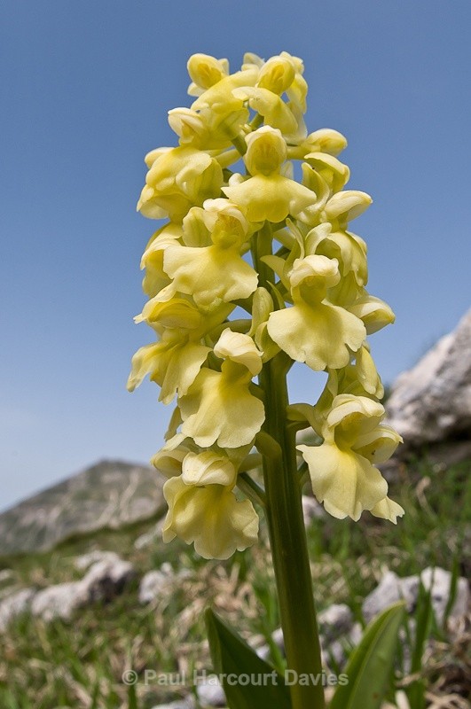  - Orchids - Orchis