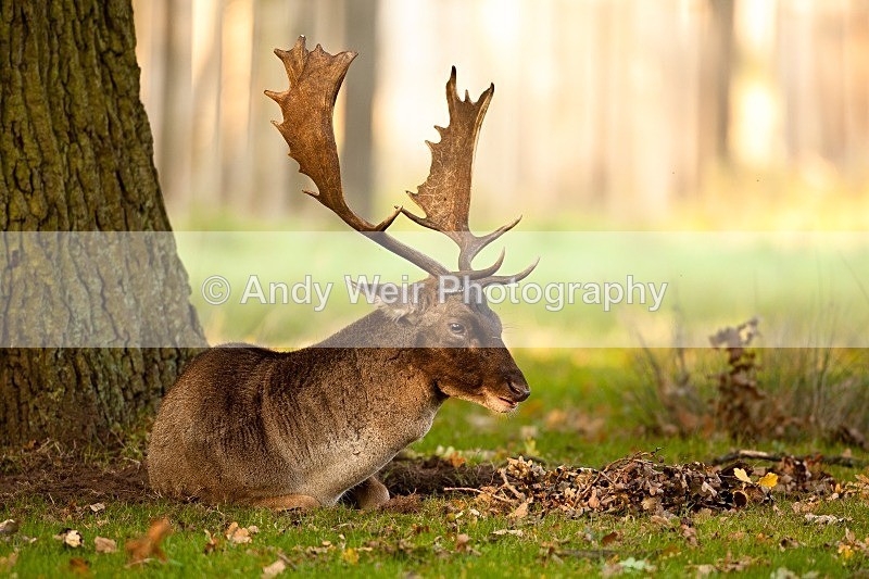 20111022-_MG_6747 - Fallow Deer