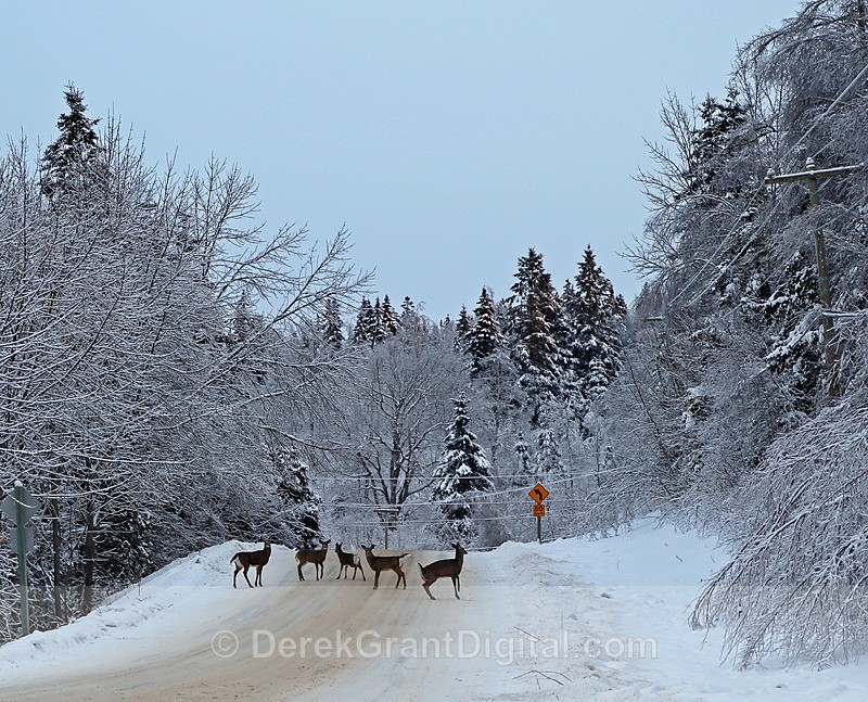 Deer Roadblock - Mammals, Reptiles & Amphibians