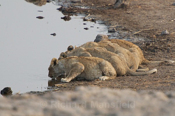 - African Journey
