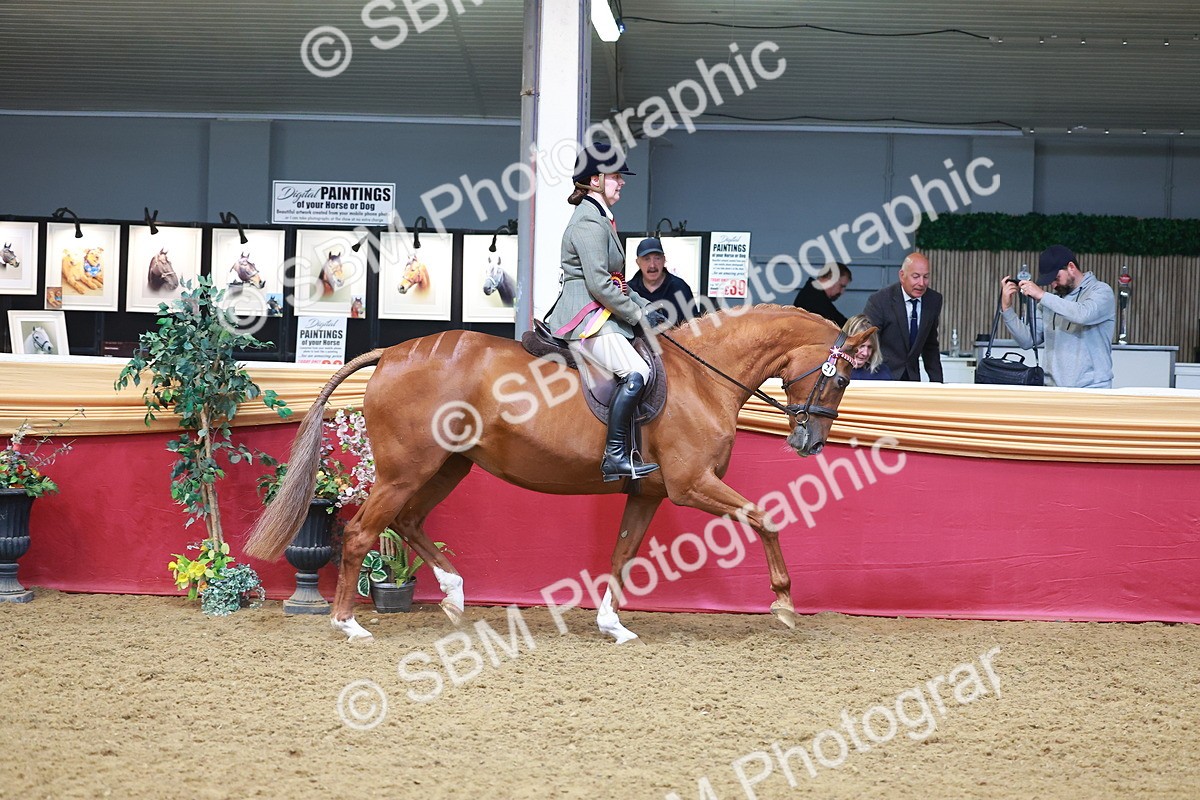 SBM_09903 - Class 102 - HOYS Veteran Qualifier - Ridden Veteran