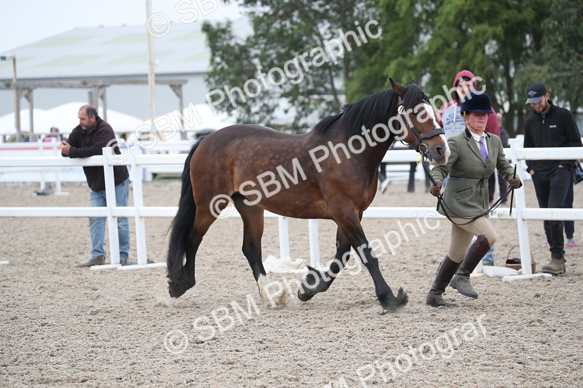 SBM_18295 - Class 318 IH Part bred Horse/Pony