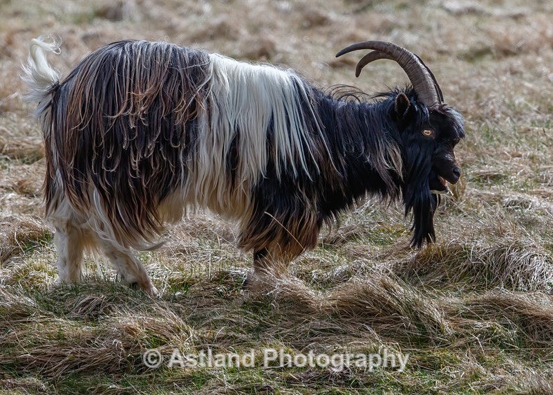 Mountain Goat - Latest Images