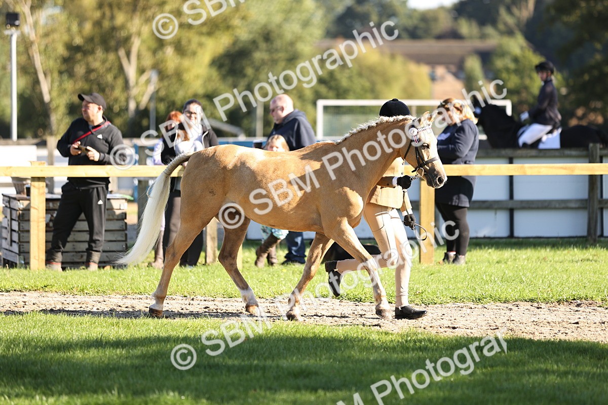 SBM_15859 - S1 - TSR in Hand Horse & Pony Showing
