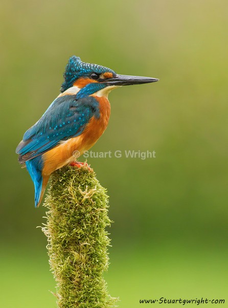  - Kingfisher