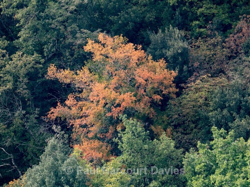 Autumn colour from Italian maple (Acer opalus) - Flowers in the Landscape - 2