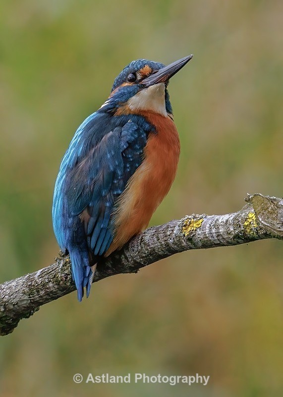 Kingfisher - Latest Images