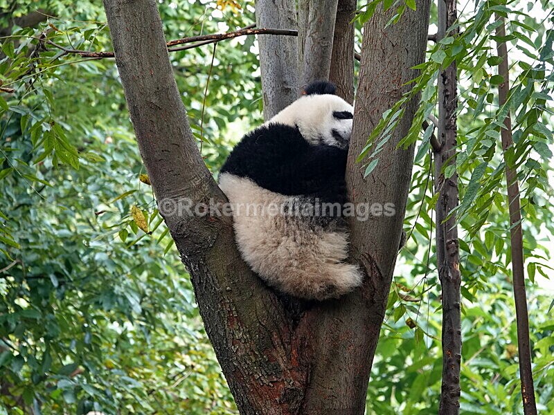 CHINA__0067 - China 2019