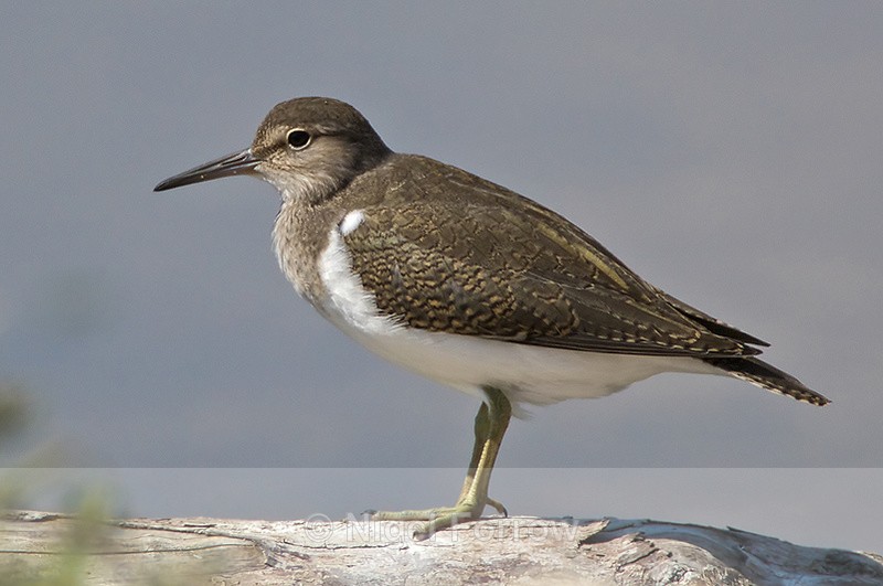 Common Sandpiper in the lagoon at Brownsea Island - Common Sandpiper