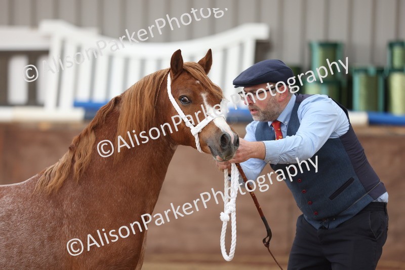 20251109-0506 - Class 18 - Yearling, Colt, Filly or Gelding