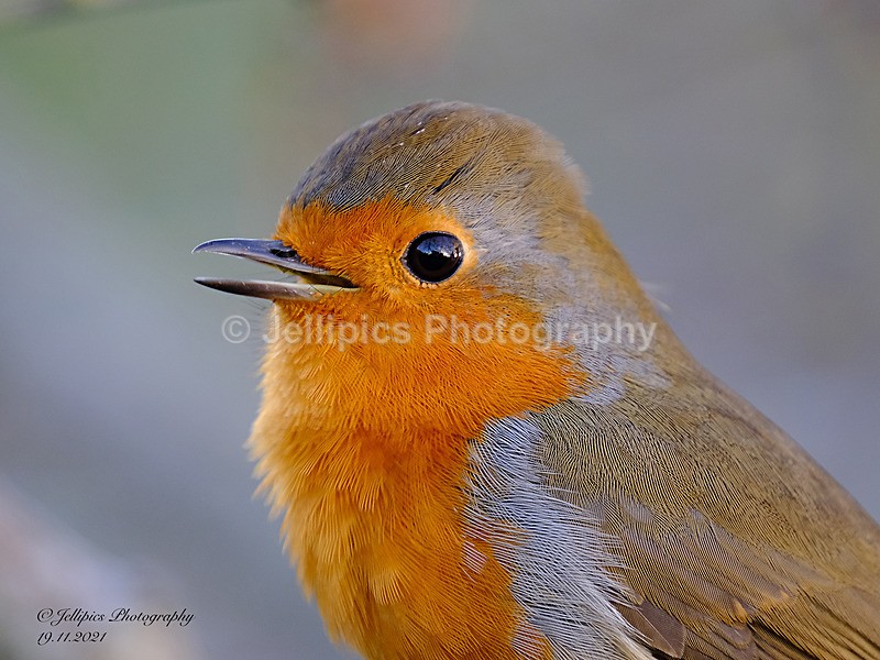  - Wildlife and Nature