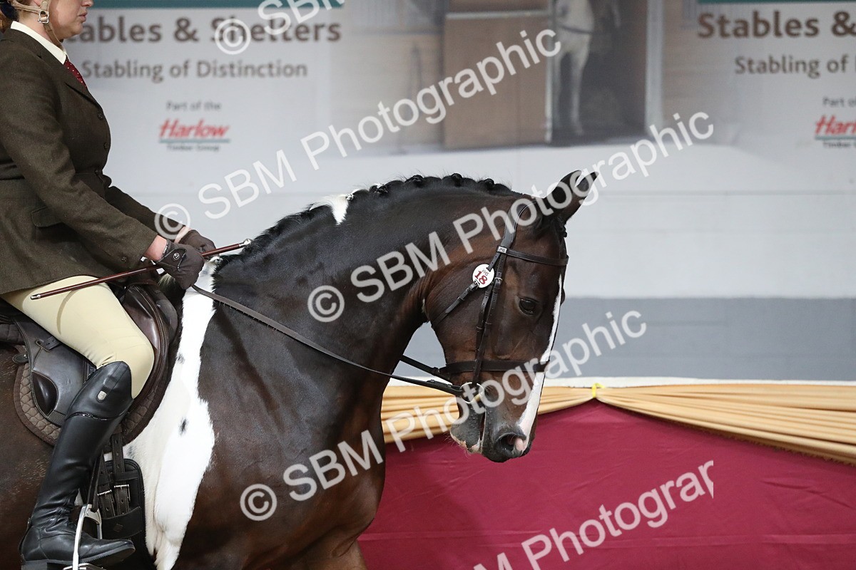 SBM_10295 - Class 102 Equitation (best rider) Adult