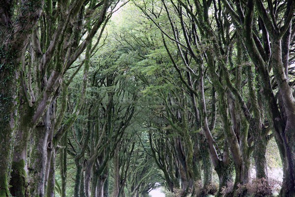 Dartmoor _ DR 28 - Dartmoor, Devon