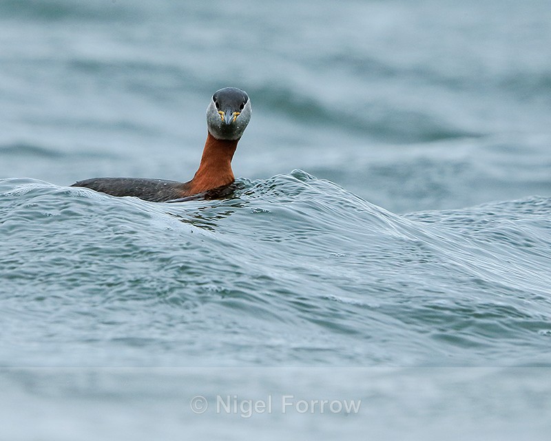 Red-necked Grebe rides wave at Farmoor Reservoir - Red-necked Grebe