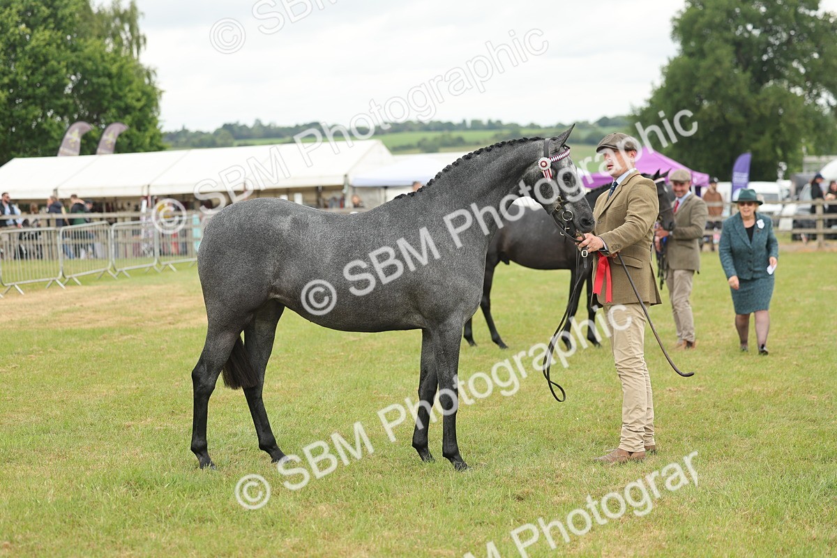 SBM_05500 - Class 68-73 - Riding Pony Breeding