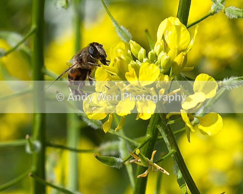 20110730-IMG_6172 - Insects