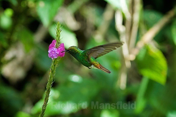  - Costa Rica