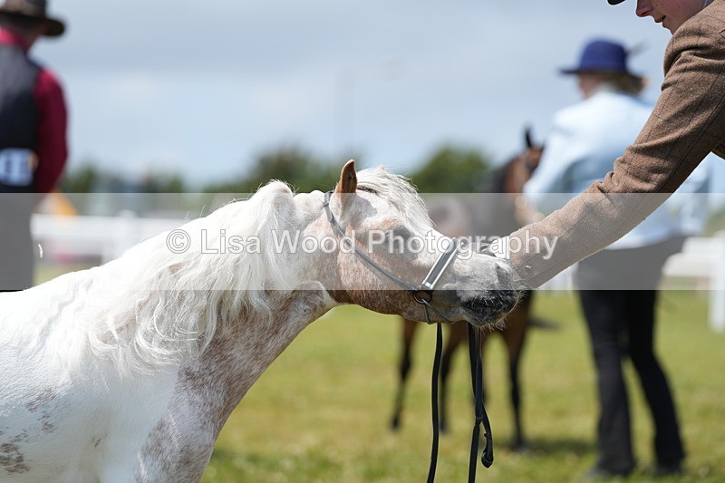 DSC06613 - Class 57: Miniature Horse 4yrs & over