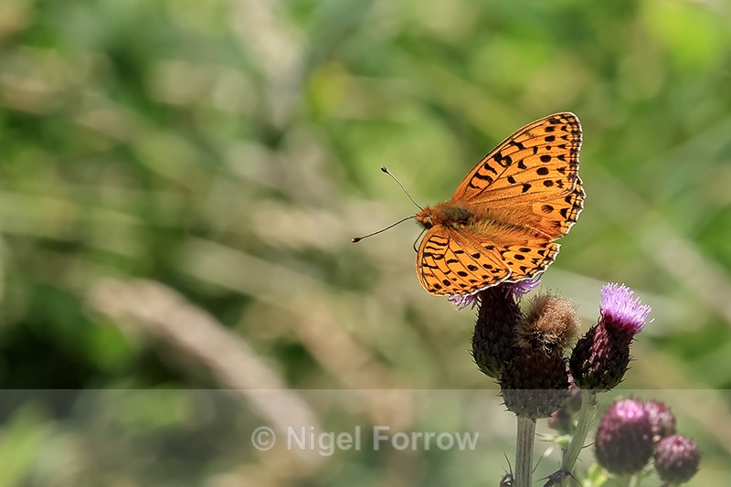 Dark Green Fritillary on thistle, Seacombe Bottom, Dorset - INSECTS