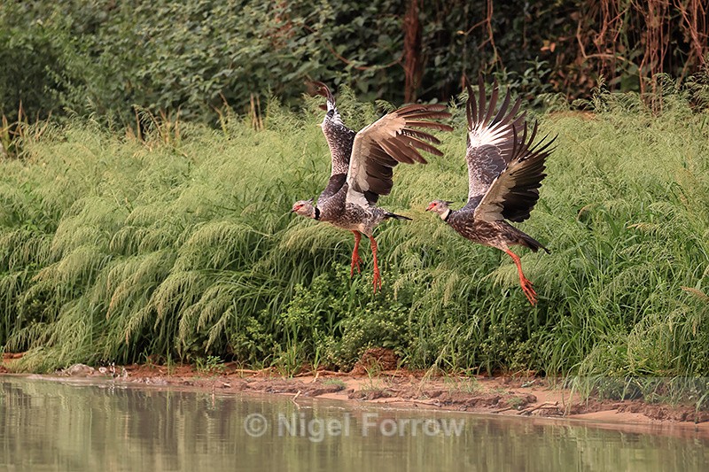 Two Southern Screamers take off, Pantanal, Brazil - Southern Screamer