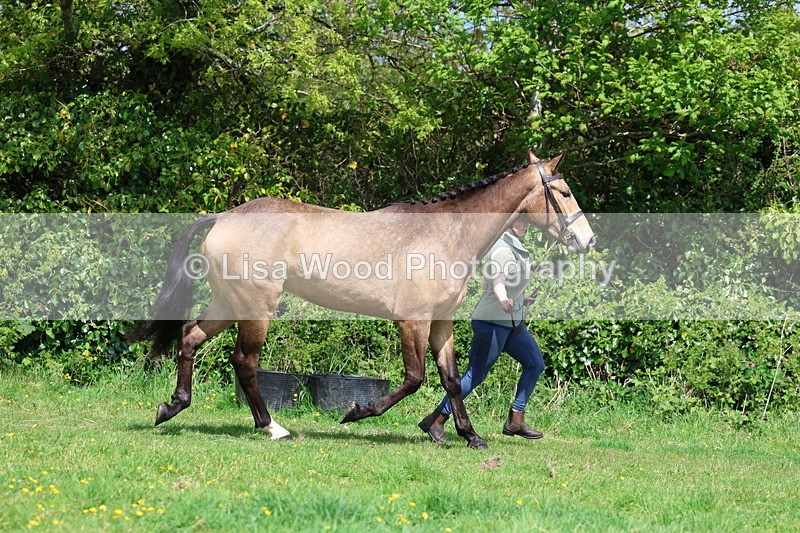 3E7A0464 - Class 20: Sports Horse