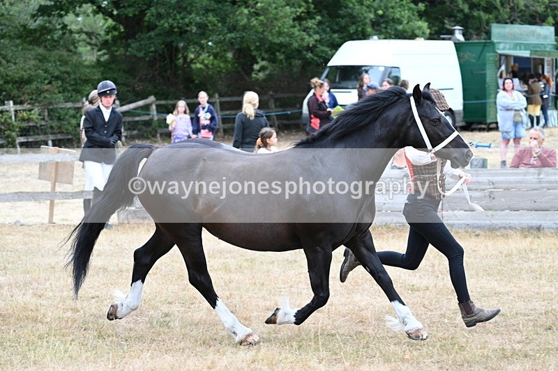 WJ7_8418 - Class 4 Prettiest Mare up to 14.2hh