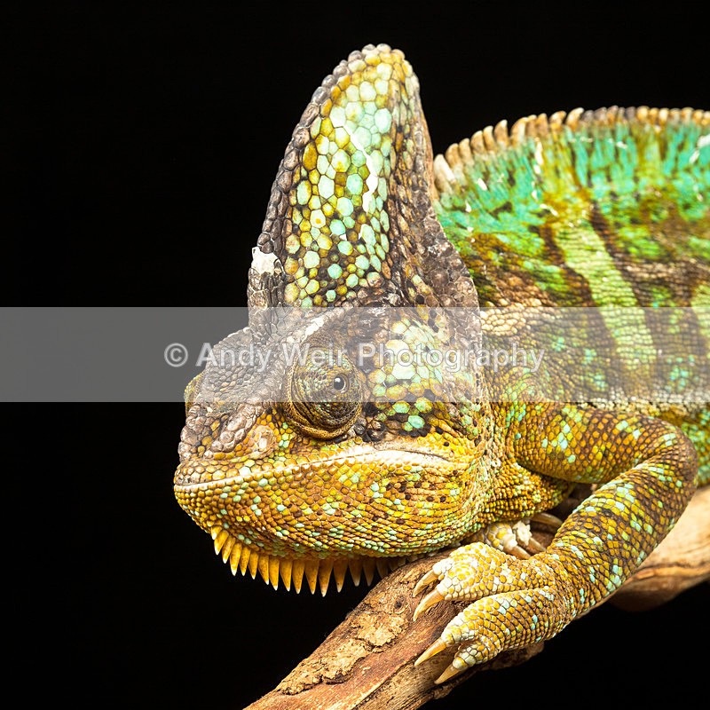20140120-3K8A8322 - Lizards