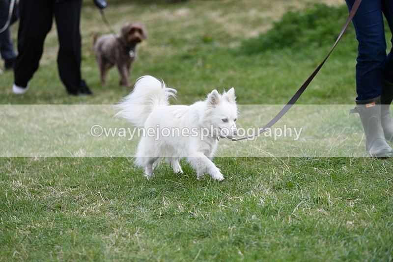 WJ5_9089 - Class 1 Best Cross Breed / Heniz 57