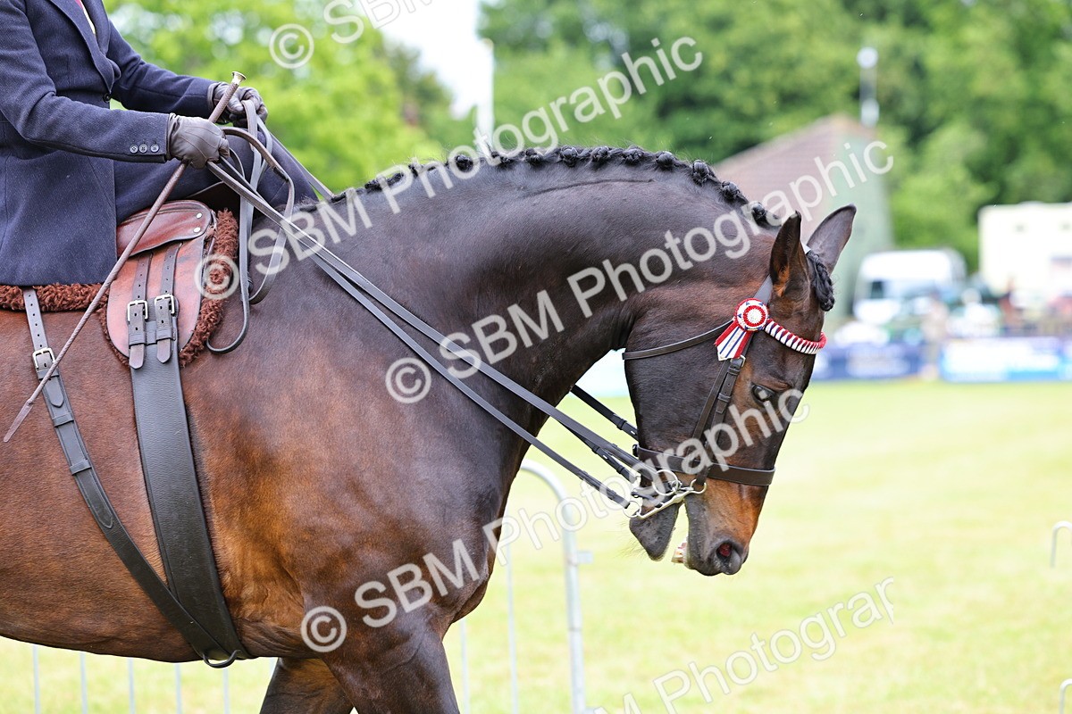 SBM_02925 - Class 9-11 Side Saddle including LIHS Rising Star Ladies Show Horse
