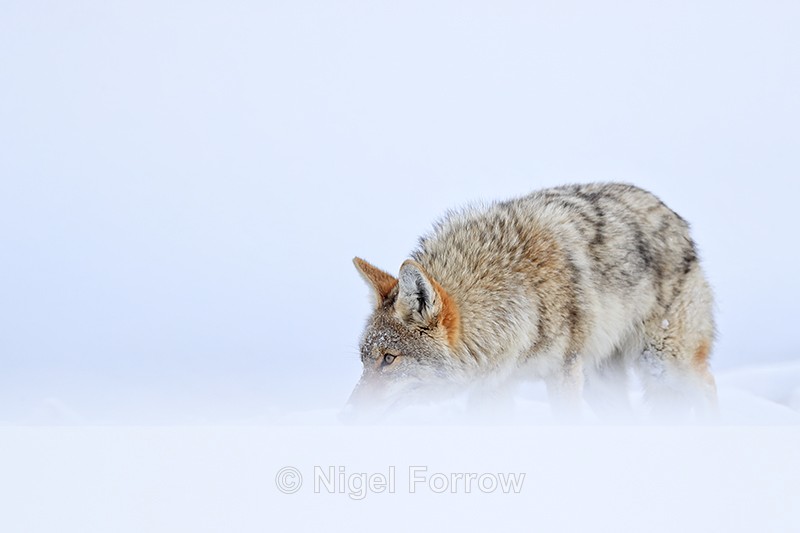 Coyote peers above snow drift, Yellowstone National Park - Coyote