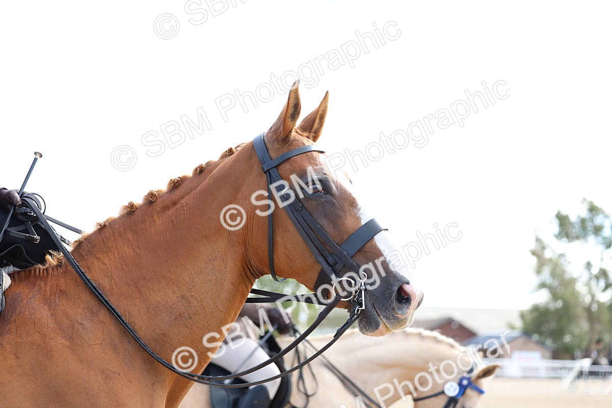 SBM_11231 - Class 306 - Ridden Foreign Breeds - Part Bred