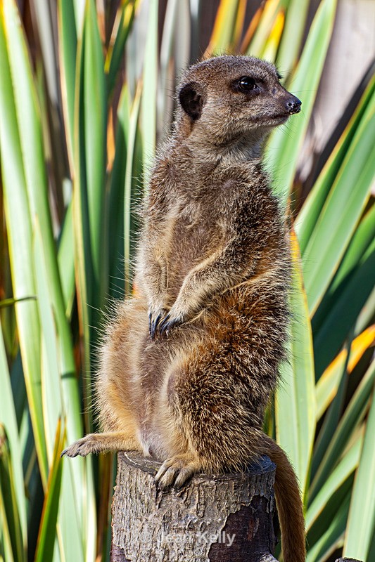 Meerkat - DSC_5674 - Meerkats