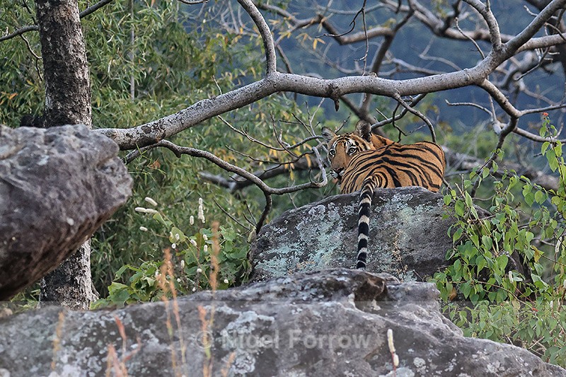Bengal Tiger resting on rock, Bandhavgarh Reserve, India - Tiger