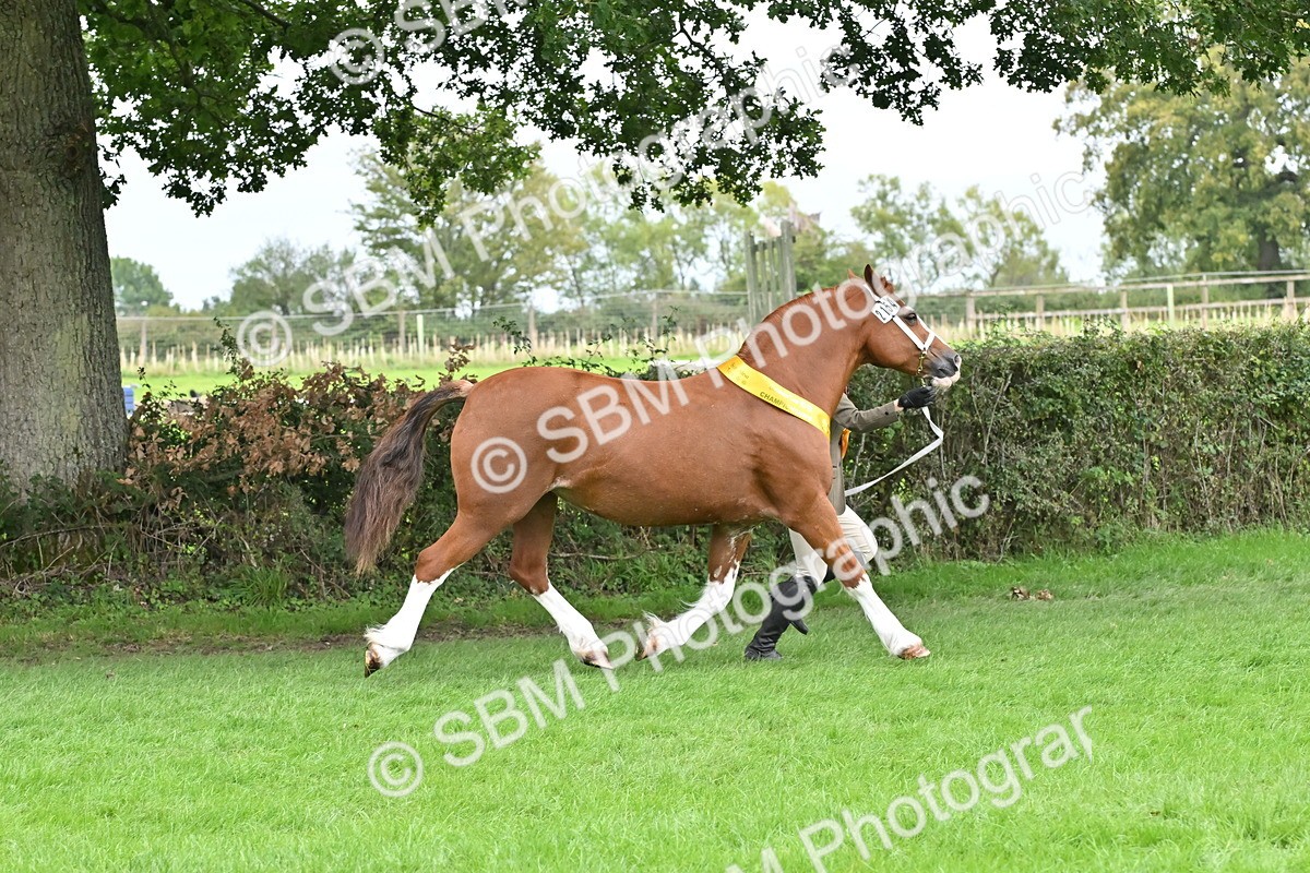 SBM_64981 - In Hand Pony & Younstock Supreme Championship