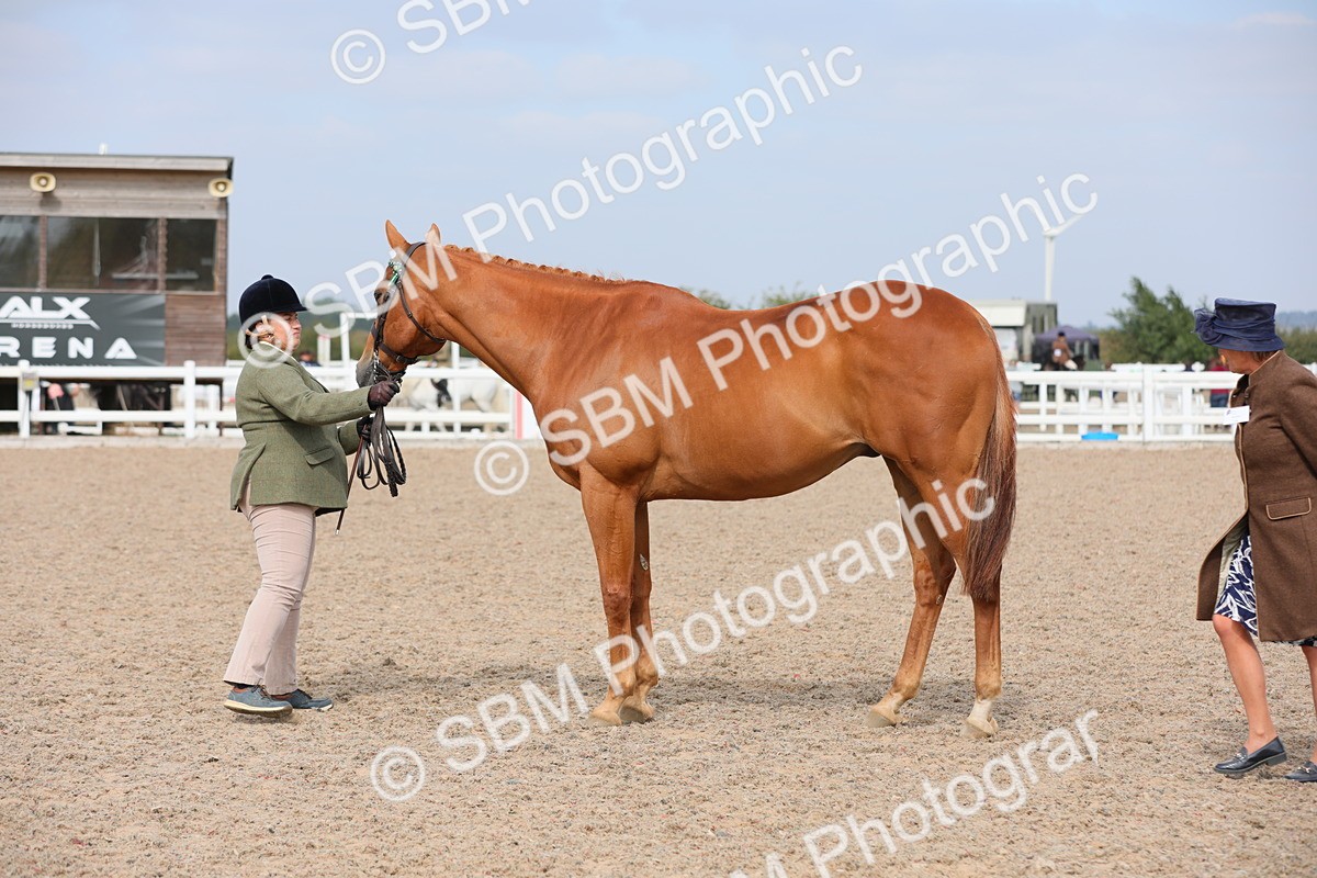SBM_15935 - Class 313 IH Retired Racehorse
