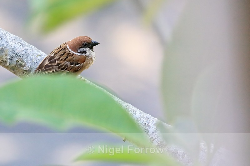 Tree Sparrow from above, Bali - Eurasian Tree Sparrow