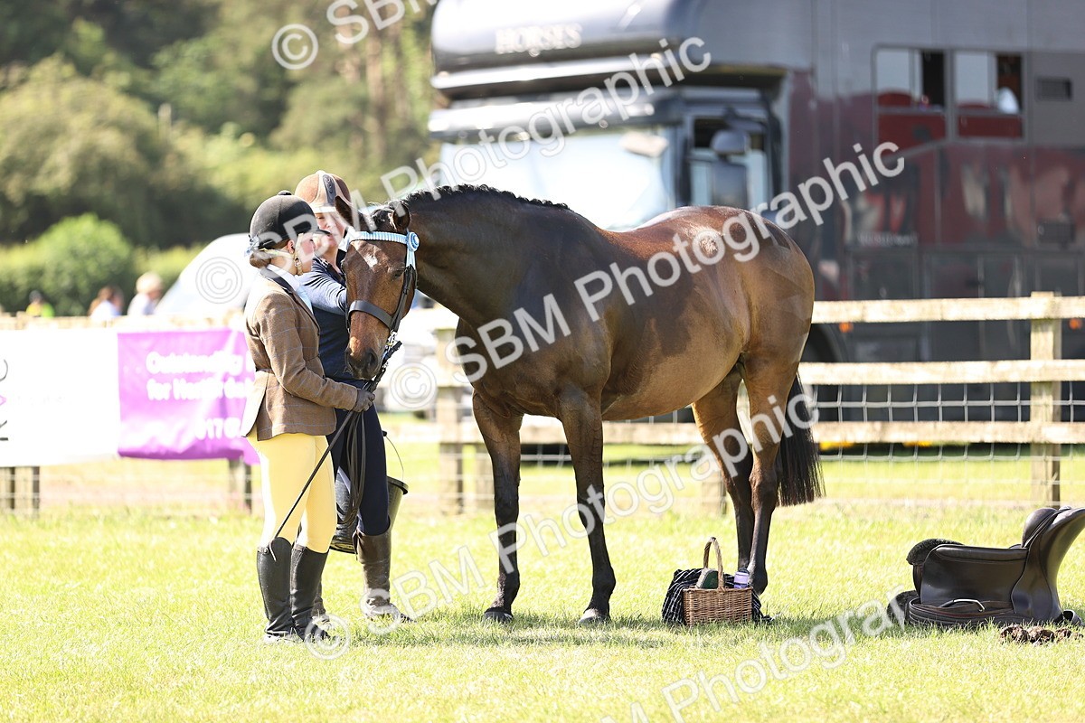 SBM_12928 - Class 75-76 LIHS BSHA Rising Star Hack Riding Horse