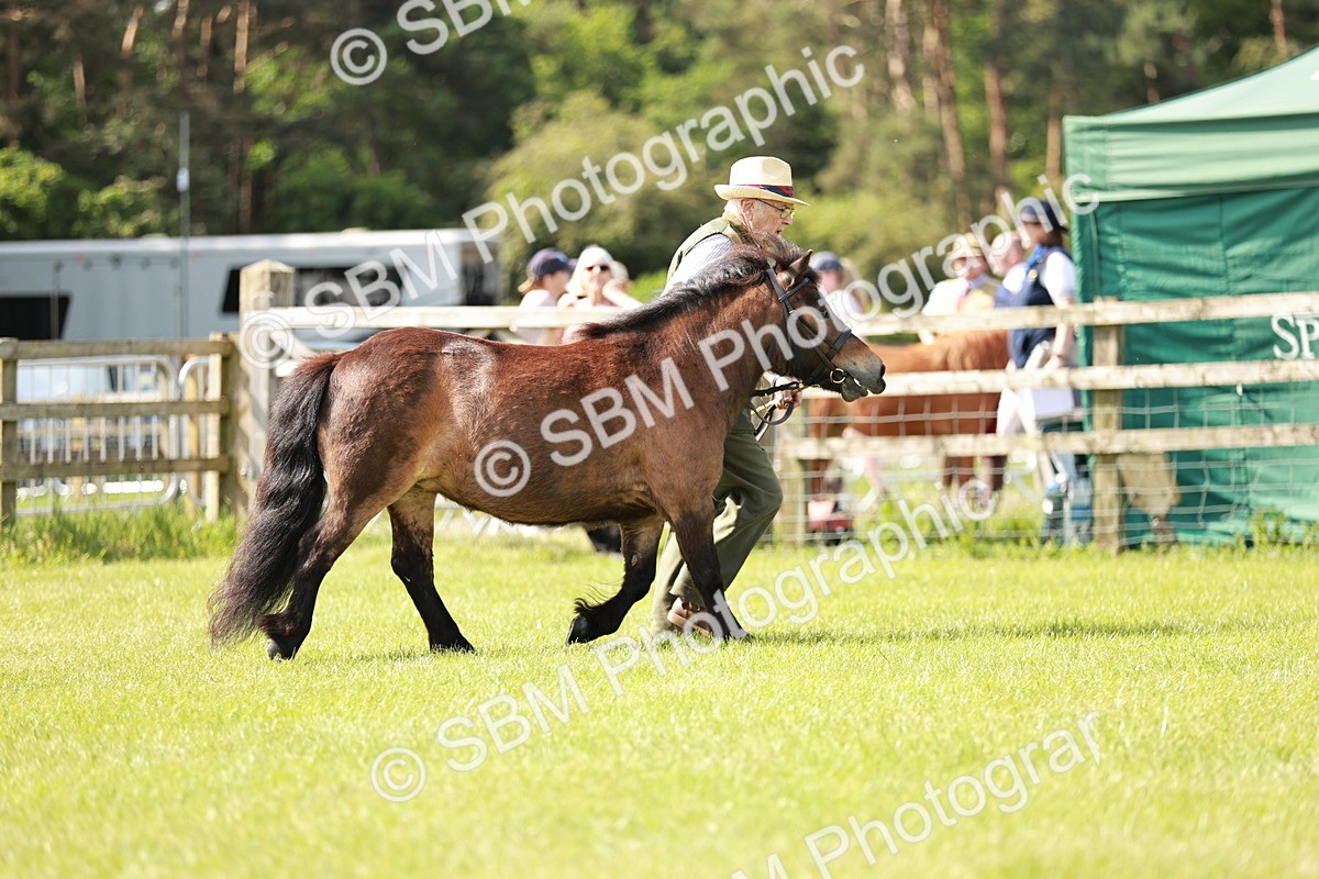 SBM_01813 - Class 14-23 - Mountain & Moorland In Hand Non Welsh