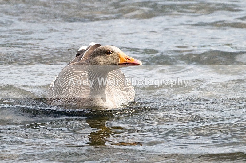 20120428-_MG_9710 - Geese