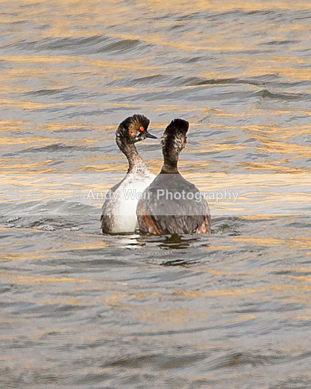 20140315-3K8A9252 - Black-necked Grebe