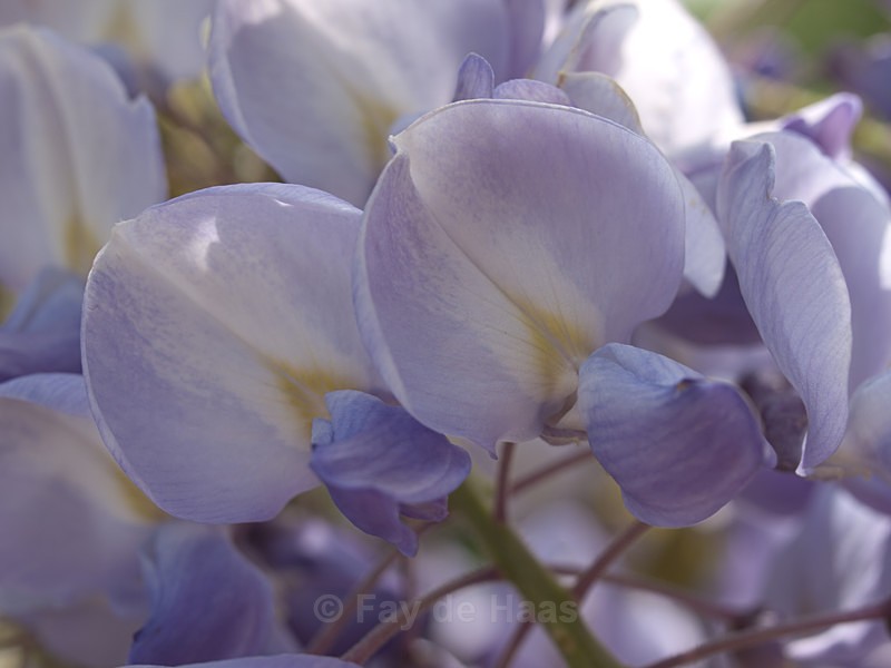  - Spring's Delights