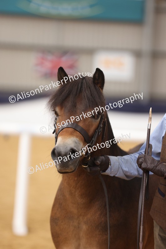 20260913-1706 - Class 115 - Gelding 4years and over