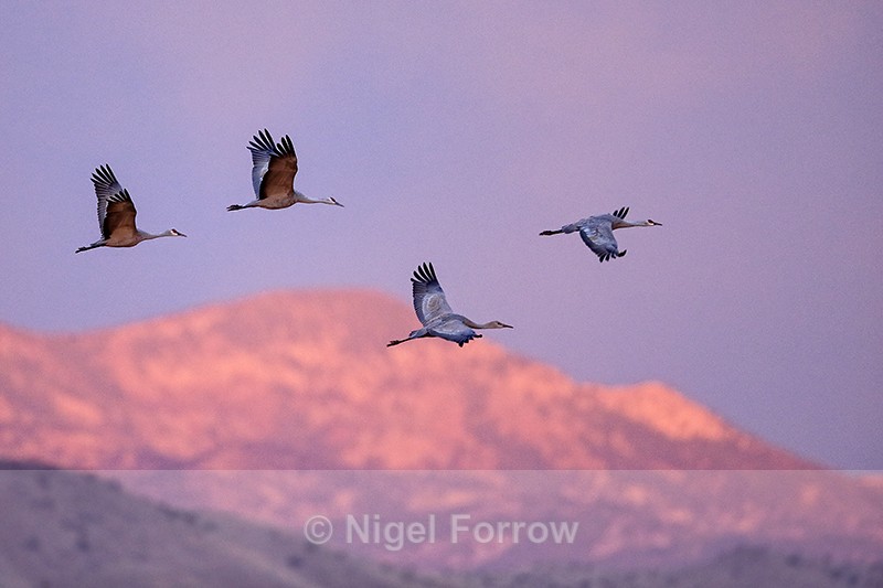 Sandhill Cranes flying at dawn, Bosque del Apache, New Mexico - Sandhill Crane